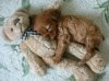 291022,xcitefun-thumbs-puppy-sleeping-with-a-teddy-bear.jpg