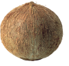 coconut_PNG9145.png