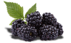 blackberry-isolated-crop-u21165.png