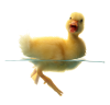 png-ducks-swimming-duck-in-water-png-210x202-duck-png-transparent-free-images-800.png