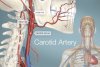 493x335_carotid_artery.jpg