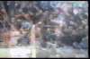 Tadeu 1.gif