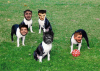 boston-terriers-jpg.png