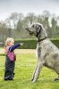 Marmaduke-the-Irish-Wolfhound-24_162140581_238260442.jpg