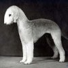 Bedlington-Terrier-History-07.jpg Bedlington-Terrier-History-07.jpg