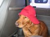 403019_A-GANGSTA-DOG_400.jpg
