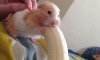 can-hamsters-eat-bananas.jpg
