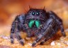 Adult_Female_Phidippus_audax_Jumping_Spider.jpg