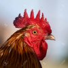 30189790-portrait-beautiful-rooster-close-up.jpg