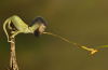 chamerry.png