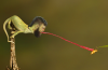 chamerryzard.png