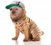 justin-shar-pei.jpg