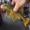 XL-Sunshine-Pleco-2.jpg