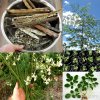 Moringa-Oleifera-Miracle-Drumstick-Tree-Seeds.jpg