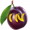 IN Shoop.png