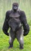 edb79d6fe4a6bf41235dbf111f55a26e--silverback-gorilla-animal-anatomy.jpg