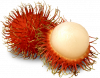 rambutan-19.png
