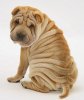 the_5_most_wrinkly_dog_breeds_541_600.jpg
