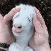 arq-goat-reveal2.gif