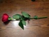 red_rose_4_by_turtledove_stock_dxgpcx-pre.jpg