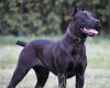 Canis-Panther-1-809x655.jpg
