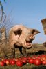 PIG_02_LS0027_01_P.JPG