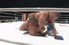 wand vs hunto Rd 3 - 13.gif