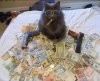 Cat Gangsta.jpg