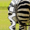 zebra-cheeks-tp.gif