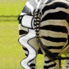 small-zebra-cheeks-tp.gif