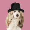 dog-poodle-cross-wearing-wig-black-hat-14584298.jpg