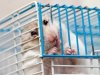 why_does_my_hamster_bite_its_cage_2568_orig.jpg