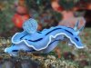 the-world_s-top-10-most-amazing-sea-slugs-7.jpg