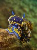 sea_slug_by_danibarchana-d5aepga.jpg