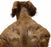 muscle dog.png