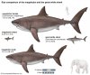 Studies-body-mass-megalodons-females-males-sharks.jpg