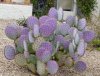 Purple_Prickly_Pear_Opuntia_violaceae_santa-ritaFeb202C20042C2-05PM.jpg