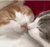 1559692821_preview_tenor[1].gif
