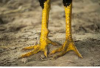 Screenshot_2020-09-29 a chickens legs - Google Search.png