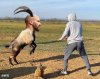 artem goat.jpg