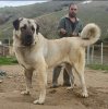 t kangal.jpg