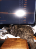 upload_2020-10-31_18-21-16.png