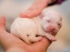 four-days-old-puppy-95882865-5c758c2cc9e77c00012f80ce.jpg