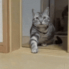 g0PB.gif
