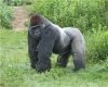 gorilla.jpg