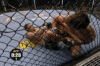 Renato Sobral vs. Chael Sonnen - 4.gif