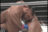 Vitor Gracie vs Herring - Rd 1 - 26 replay.gif Vitor Gracie vs Herring - Rd 1 - 26 replay.gif