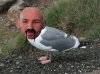 seagull.jpg