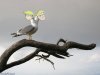 Shoop Kane 2-Headed-Seagull-61829.jpg
