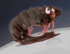 Shoop-Shrimp-Shad-Appendix.gif